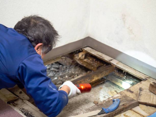 Best Crawl Space Mold Removal  in Kearny, AZ