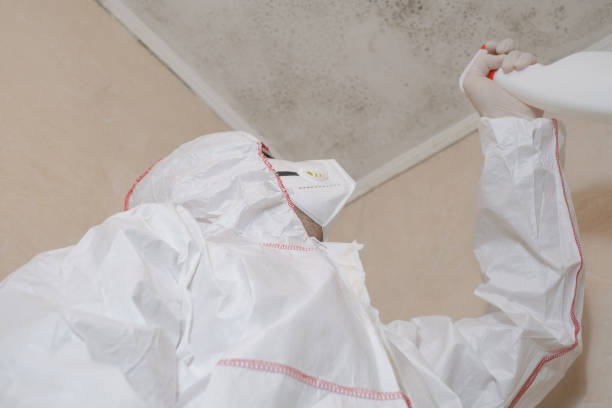 Professional Mold Removal in Kearny, AZ