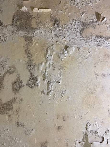 Best Mold Remediation  in Kearny, AZ
