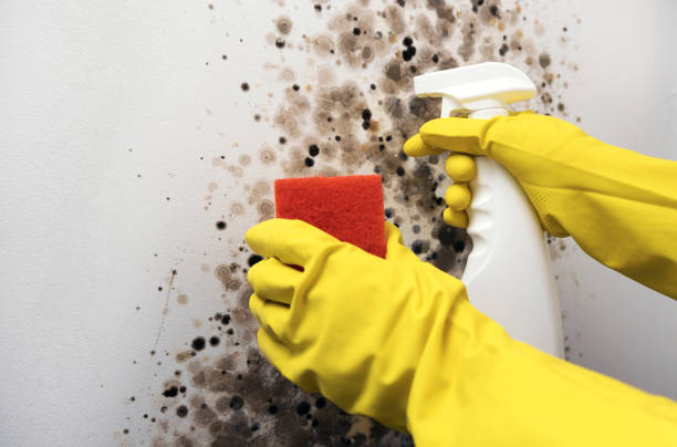 Best Commercial Mold Removal  in Kearny, AZ