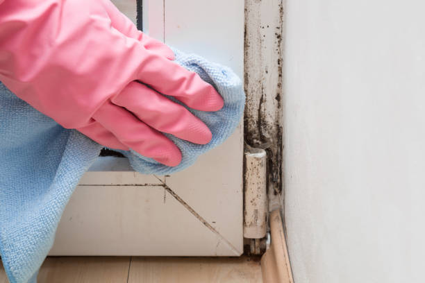 Best Residential Mold Removal  in Kearny, AZ